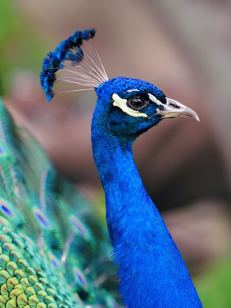 Qual o feminino de pavão? E hipopótamo? Respostas surpreendem muita gente
