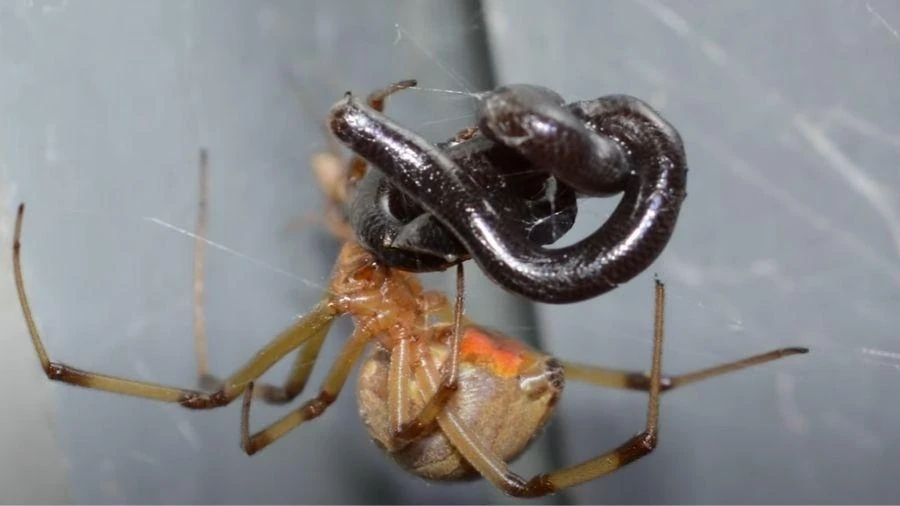 Aranhas vencem 86% de batalhas contra cobras de até 1 metro, diz estudo