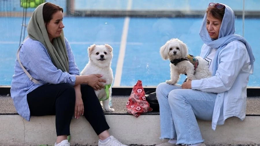 'Impuros': passear com cães no Irã agora é crime em pelo menos 20 cidades
