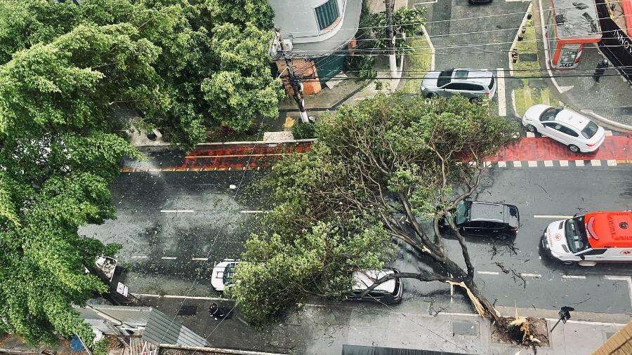 O que explica a queda de árvores durante as chuvas em São Paulo?