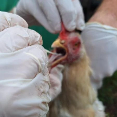 Brasil já tem cinco focos para gripe aviária; 8 casos são investigados