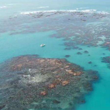 Calor extremo do mar em AL mata corais e choca cientistas: 'Sem precedente' Carlos Madeiro