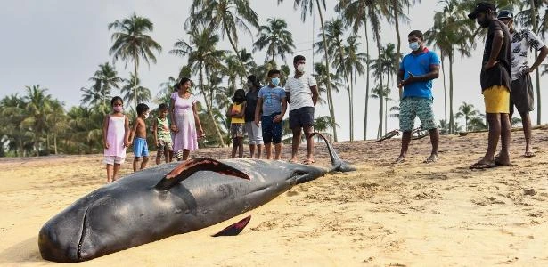 Cerca de 120 baleias encalham e são salvas em praia no Sri Lanka