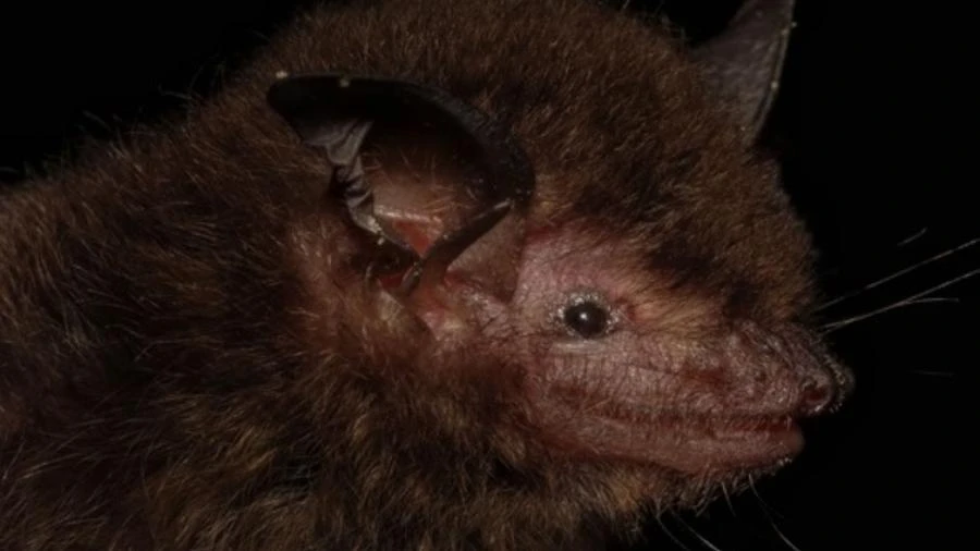 Morcego que 'enganou' cientistas por 100 anos é descoberto no Brasil