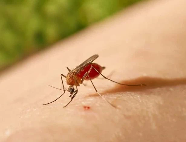 Rio de Janeiro registra primeira morte por febre do oropouche