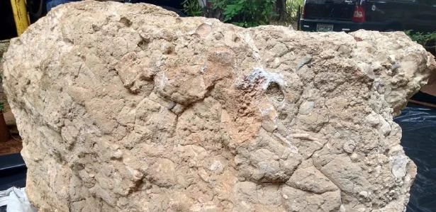Fósseis de dinossauros em bloco de 2,5 toneladas são achados em MG