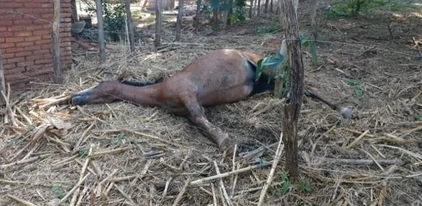 CE: Ataque de abelhas deixa homem ferido e mata cavalo e galinhas em sítio