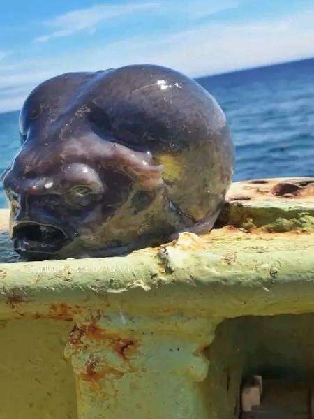 'Caçador' de bichos estranhos encontra peixe com 'cabeça de alien'; veja