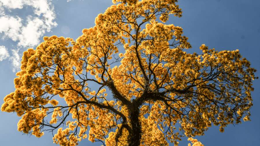 Primavera começa hoje com mais chuva e ondas de calor; veja as previsões