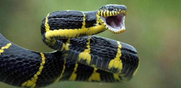 Cientistas podem estar mais perto de criar antídoto universal para picadas de cobra