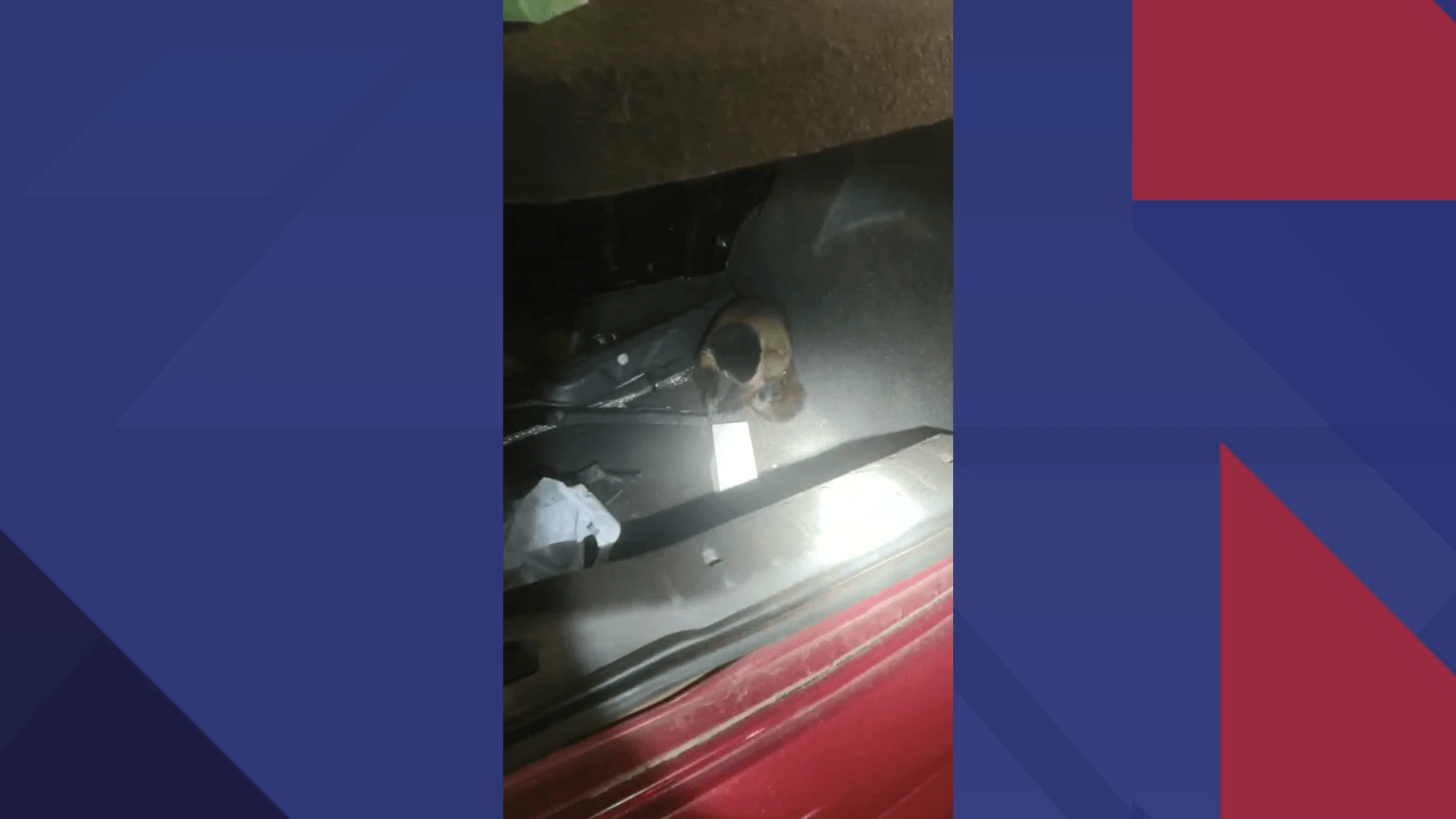 Dois macacos-pregos são apreendidos em operação conjunta em Itatiaia