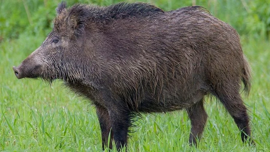 Javalis invadem lavouras e geram prejuízos em MG; espécie não é brasileira