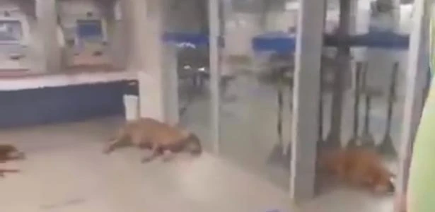 Cachorros driblam o calor e dormem em agência bancária com ar condicionado