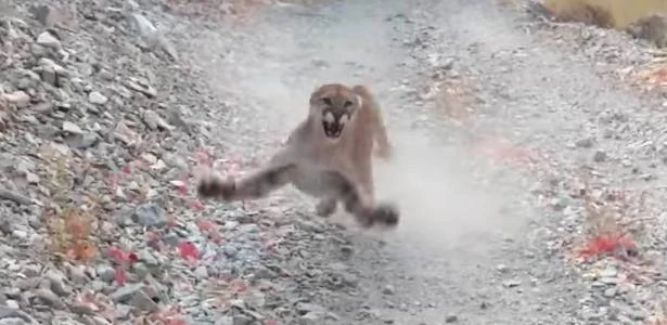 Puma 'desaparece' após perseguir homem nos EUA; trilha é considerada segura