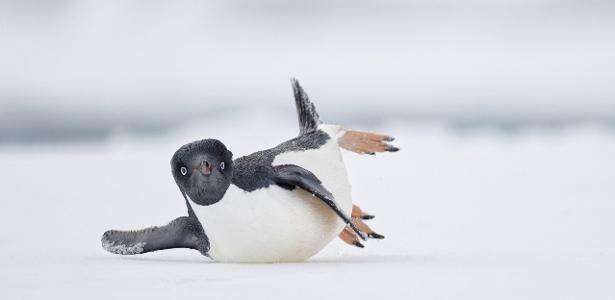 Belezas, ameaças e momentos hilários: veja os vencedores do prêmio Bird Photographer of The Year