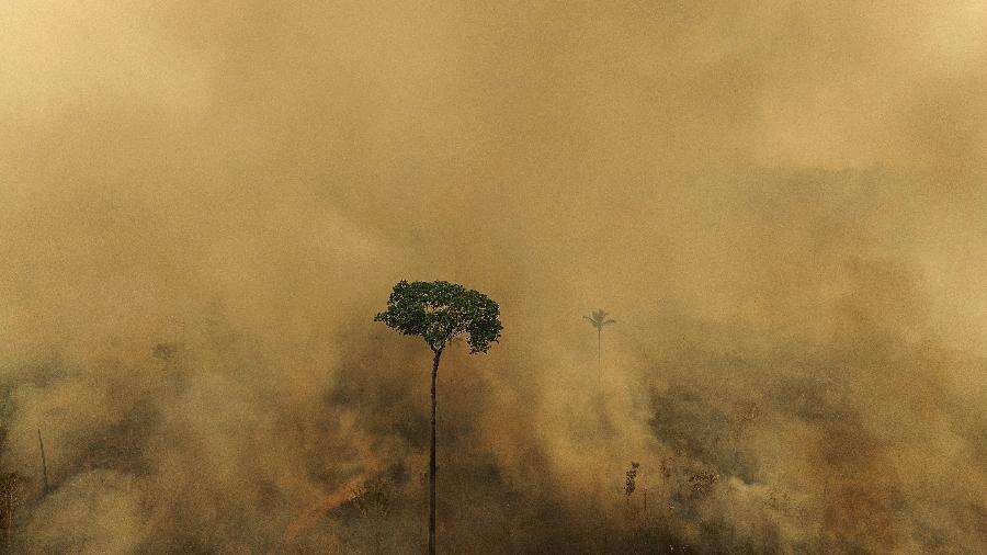 Fogo em 2024 destruiu no Brasil área maior que toda a Itália, diz MapBiomas Carlos Madeiro