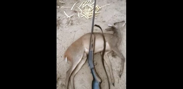 Caçadores do Brasil ignoram lei e divulgam abate de animais na internet