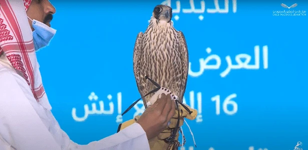 Venda recorde: falcão é leiloado na Arábia Saudita por R$ 967 mil