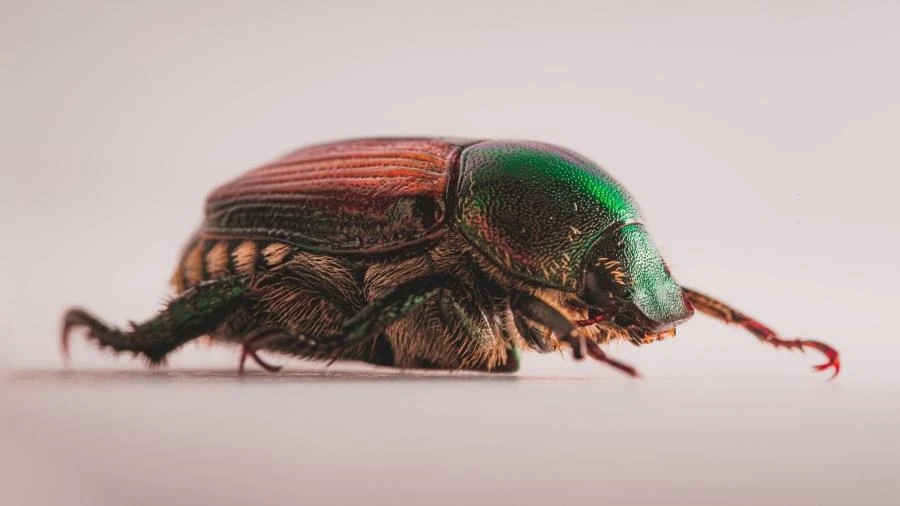 Barata ciborgue: estudo cria capacete para controlar inseto biointeligente
