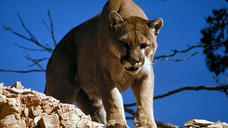 Puma ataca criança de forma repentina em trilha nos EUA e acaba abatido