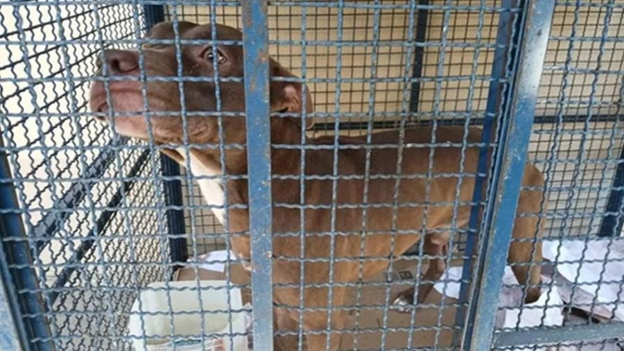 Pitbull entra em escola e fere seis alunos no Rio