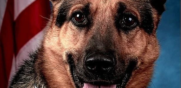 Cão farejador encontra em parede falsa R$ 4 milhões em cocaína e dinheiro