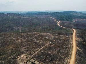 Coach e grifes usam couro de área desmatada da Amazônia, diz ONG britânica
