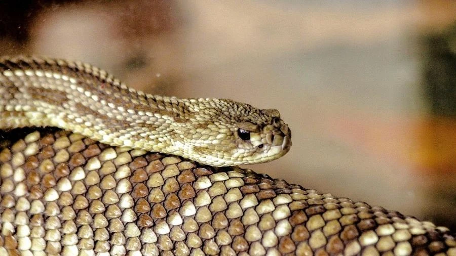 Veneno das cascavéis está mais mortal? Cientistas fazem descoberta curiosa