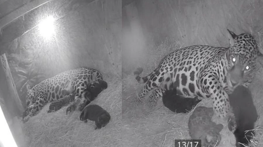 Onça-pintada em Taubaté (SP) dá à luz duas panteras negras; veja o vídeo