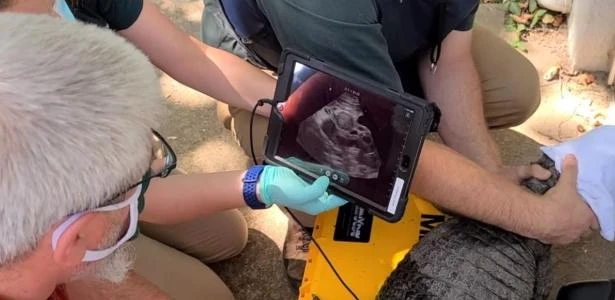Teste de gravidez em jacaré revela moeda presa dentro da barriga do bicho