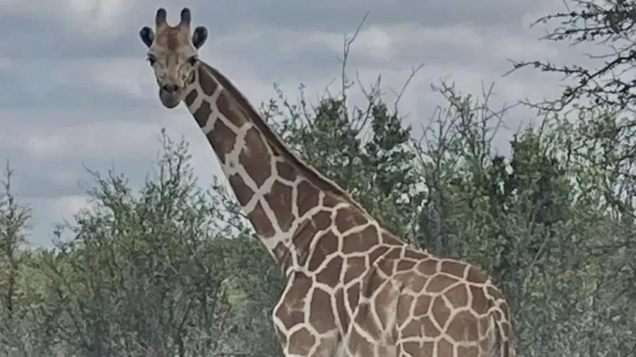 Girafa é encontrada duas semanas após escapar de rancho nos EUA