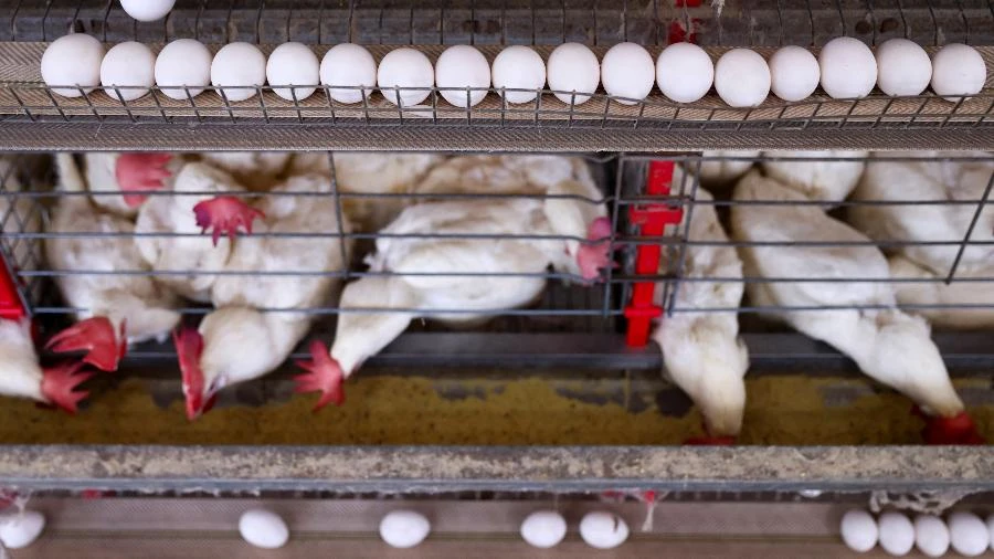 Cresce lista de países que suspenderam as importações de frango brasileiro