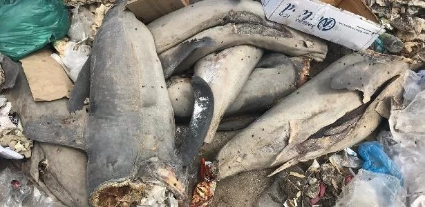 Tubarões sem cabeça e com as caudas cortadas são encontrados no Chile