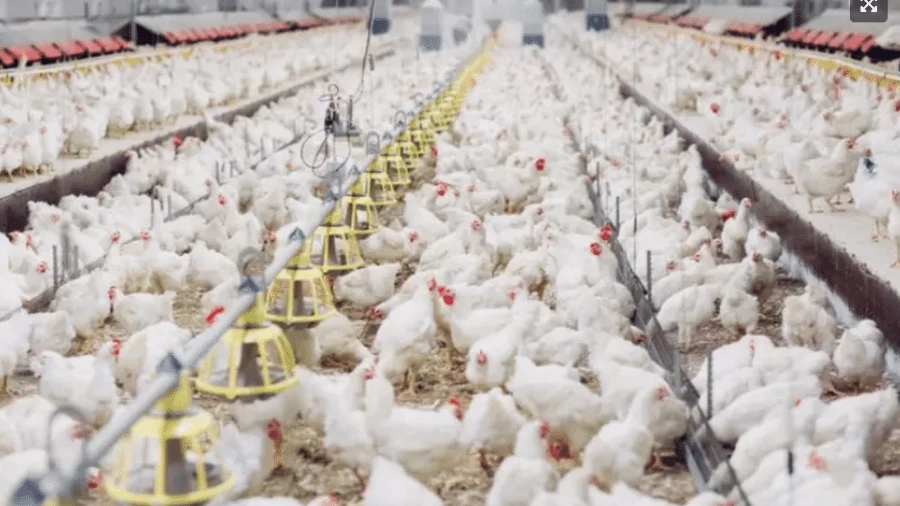 Gripe aviária: RS decreta emergência em saúde animal em 12 cidades