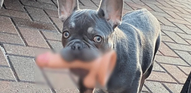 Cachorro corre com brinquedo sexual pela rua e desespera dona na Escócia