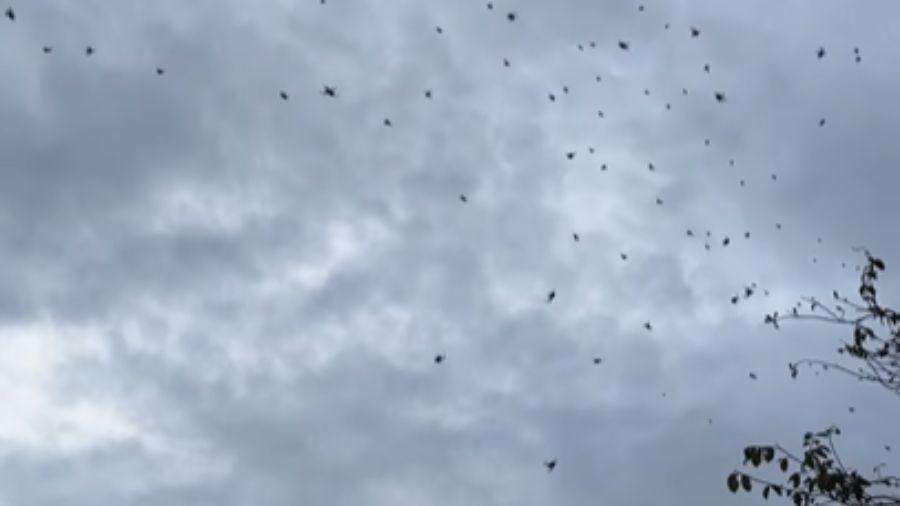 'Chuva de aranha' vista em Minas Gerais é surubão do mundo animal; vídeo