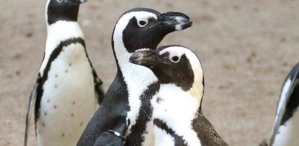 Casal de pinguins gays rouba ninho de casal lésbico e tenta chocar os ovos