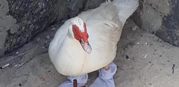 Prefeitura do Rio resgata pato abandonado em praia usando meias e crucifixo