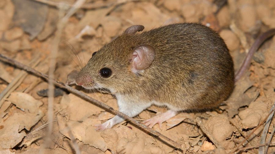 Hantavírus acende alerta global, mas cenário no Brasil é diferente