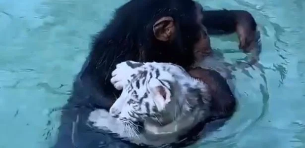 Chimpanzé resgata tigre em piscina de reserva de personagem de 'Tiger King'