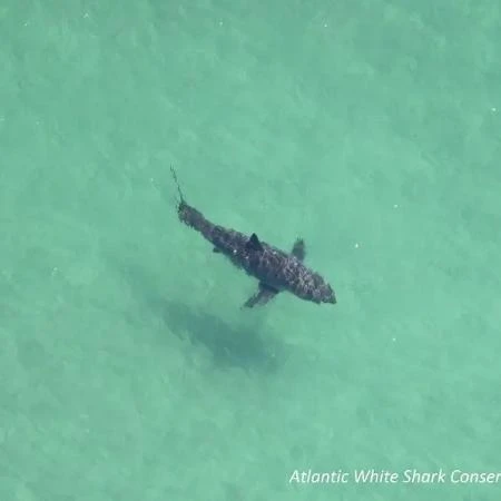 Acidificação dos oceanos está fragilizando dentes dos tubarões