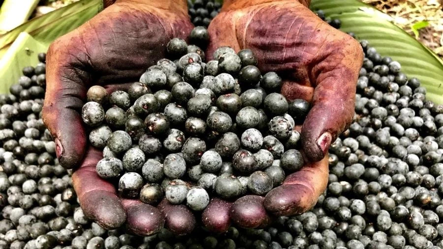 Tarifaço trava venda de açaí para os EUA e produtores buscam novos mercados