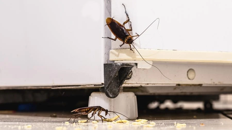Barata ataca? Qual tipo voa? Saiba como se prevenir dessa praga indesejada