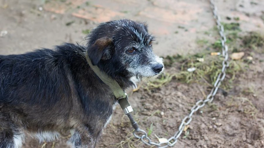 Tarcísio sanciona lei que proíbe manter cães e gatos em correntes em SP