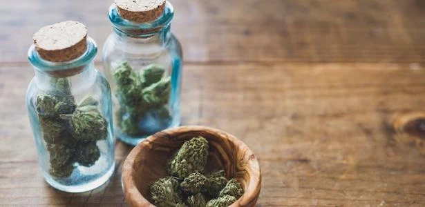 Argentina legaliza cultivo de maconha em casa para uso medicinal
