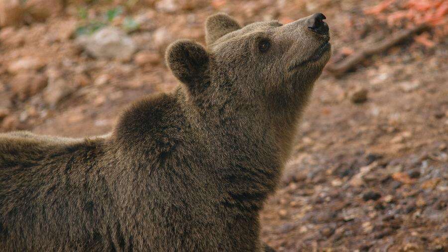 Grupo contrai parasita raro após comerem carne de urso em churrasco nos EUA