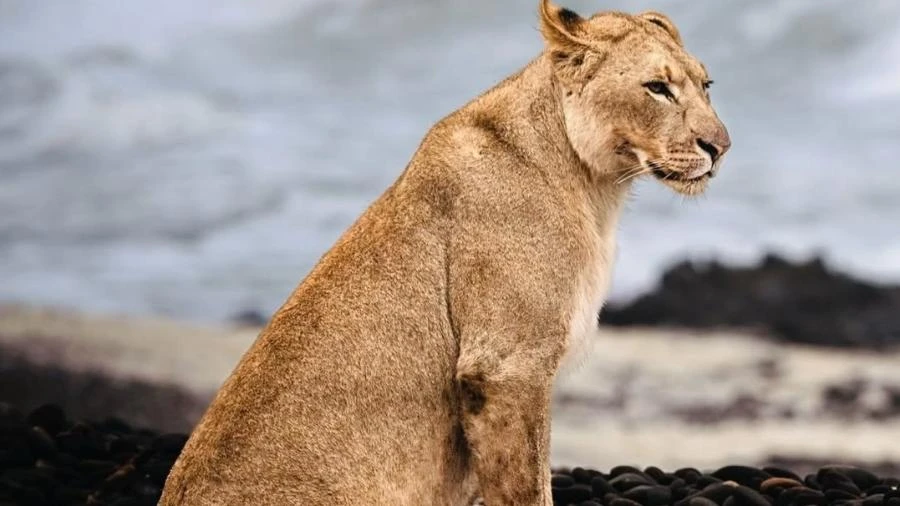 Reis da selva, donos da praia: o registro único de leões na Namíbia