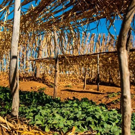 R$ 89 bi e incentivo à mecanização: o que foi anunciado no 'Plano Safrinha'