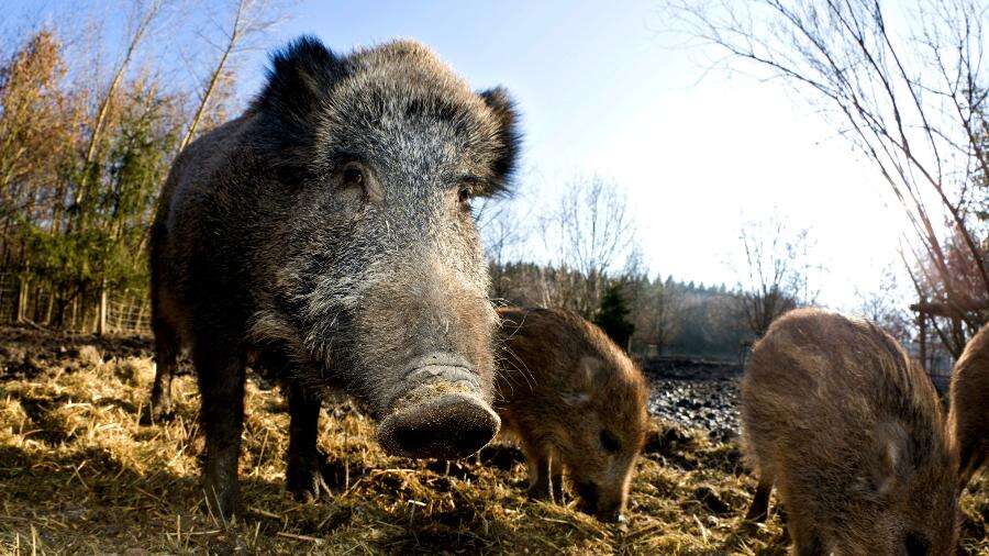 'Javalis Chernobyl': explosão deixou estes animais radioativos na Alemanha