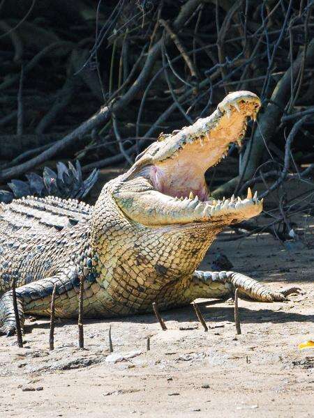 Crocodilos escapam de santuário após passagem de furacão no México